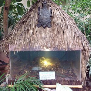 Fly River Turtle Exhibit