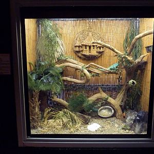 Fiji Island Banded Iguana Exhibit