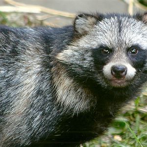 Raccoon Dog, 16th August 2014