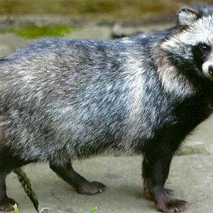 Raccoon Dog, 16th August 2014