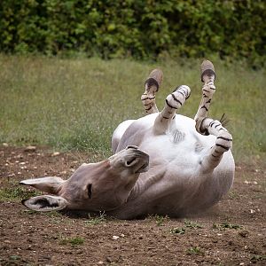 Somali wild ass : Marwell : 08 Aug 2014