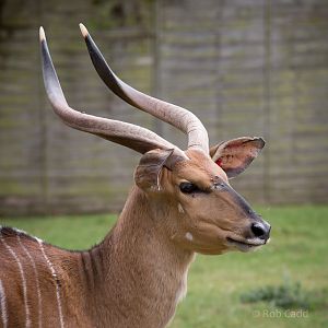 Nyala : Marwell : 08 Aug 2014