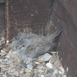 Young Diamond Doves, 16th August  2014