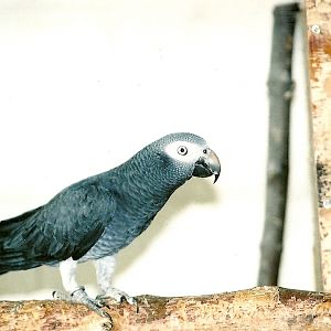 Timneh Grey Parrot, 5th September 2006