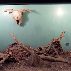 Gila Monster Exhibit