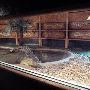 Saltwater Crocodile Exhibit
