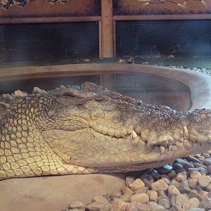 Saltwater Crocodile