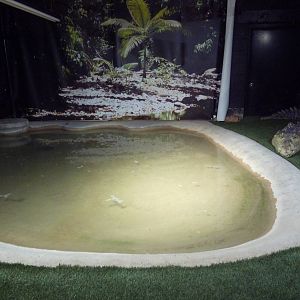 American Crocodile Exhibit