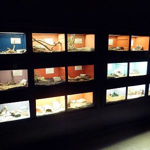 Assorted Poisonous Snake Terrariums