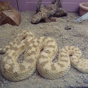 Desert Horned Viper