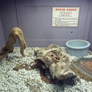 Death Adder Exhibit