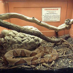 Copperhead Exhibit
