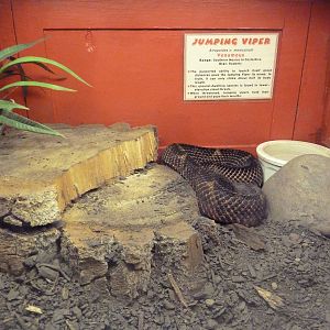 Jumping Viper Exhibit