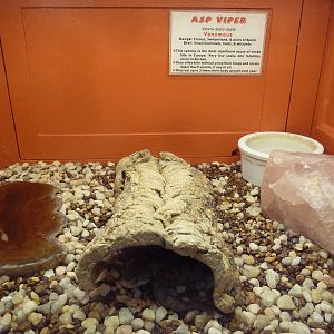 Asp Viper Exhibit