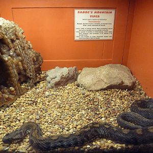 Radde's Mountain Viper Exhibit