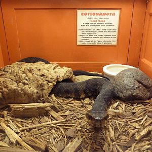 Cottonmouth Exhibit