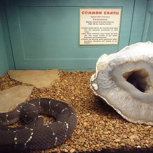Common Cantil Exhibit