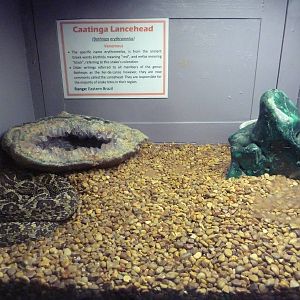 Caatinga Lancehead Exhibit