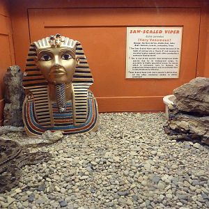 Saw-Scaled Viper Exhibit