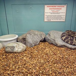 Northern Pacific Rattlesnake Exhibit