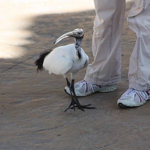 Isis, 4th August 2014