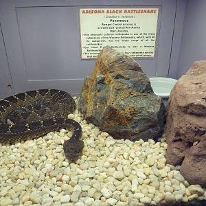 Arizona Black Rattlesnake Exhibit