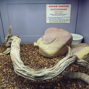 Grand Canyon Rattlesnake Exhibit