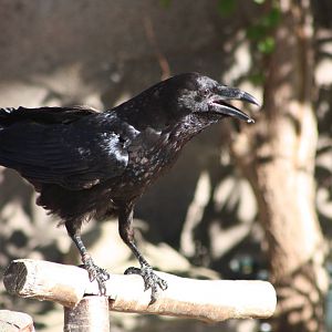 Mordred, 4th August 2014