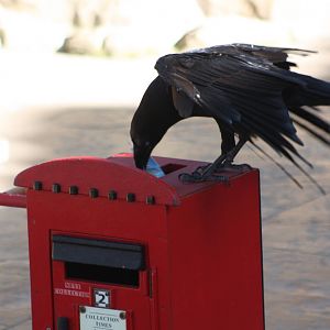 Mordred, 4th August 2014