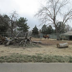 Bactrian Camel Yard