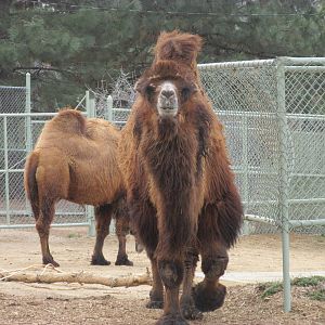 Bactrian Camel