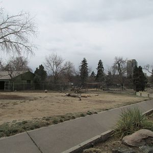 Dromedary Camel Yard