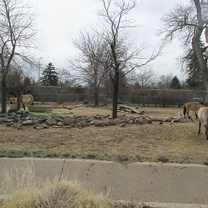 Wild Horse Yard