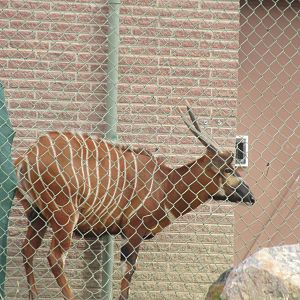Eastern Bongo