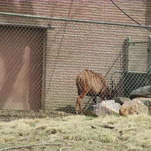 Eastern Bongo Back Exhibit