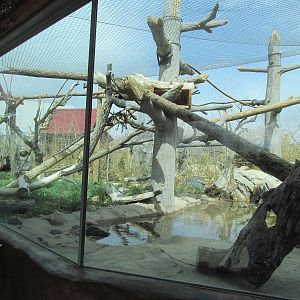 Clouded Leopard Exhibit