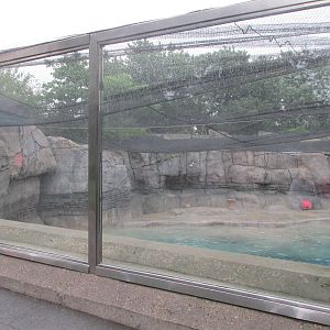 Walrus Exhibit