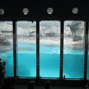 Walrus Underwater Viewing