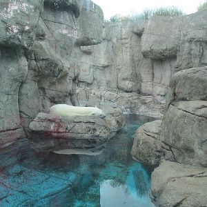 Polar Bear Exhibit