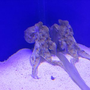 octupus maya acuario inbursa