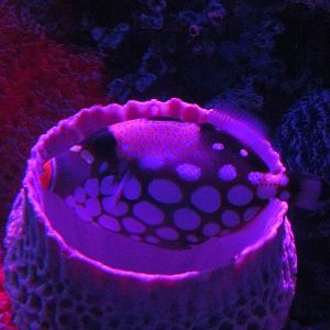 clown or  leopard triggerfish acuario inbursa