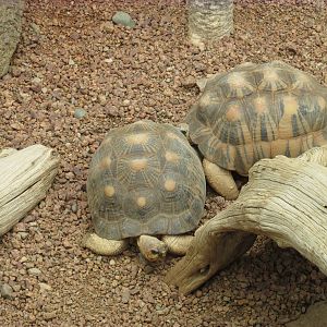 Radiated Tortoise