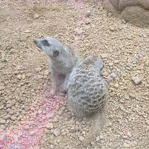 Meerkats