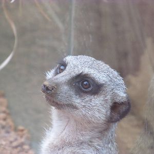 Meerkat Close Up