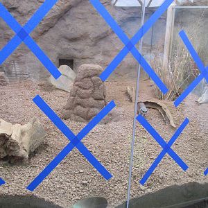 Meerkat Exhibit
