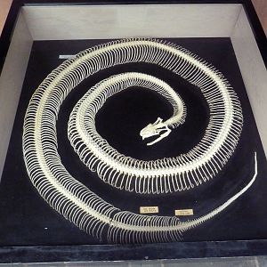 Burmese Python Skeleton
