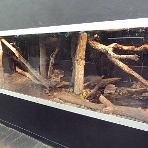Exhibit for 3 Species of Tree Monitor (Green, Black + Blue)