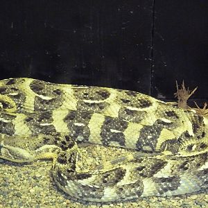 Puff Adder