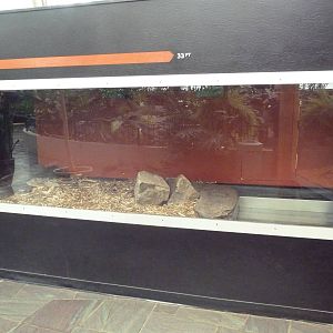 Green Anaconda Exhibit