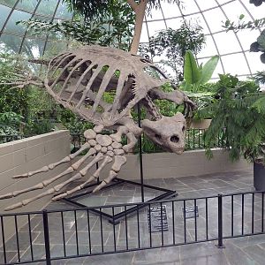 Giant Sea Turtle Skeleton